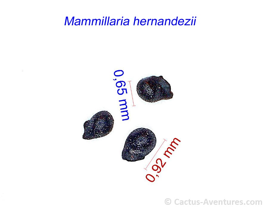 Mammillaria hernandezii JM
